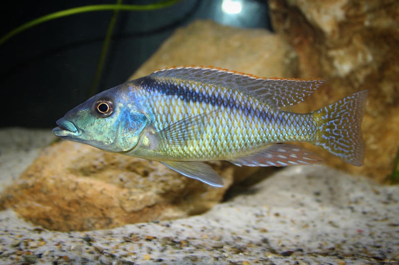 Lichnochromis acuticeps